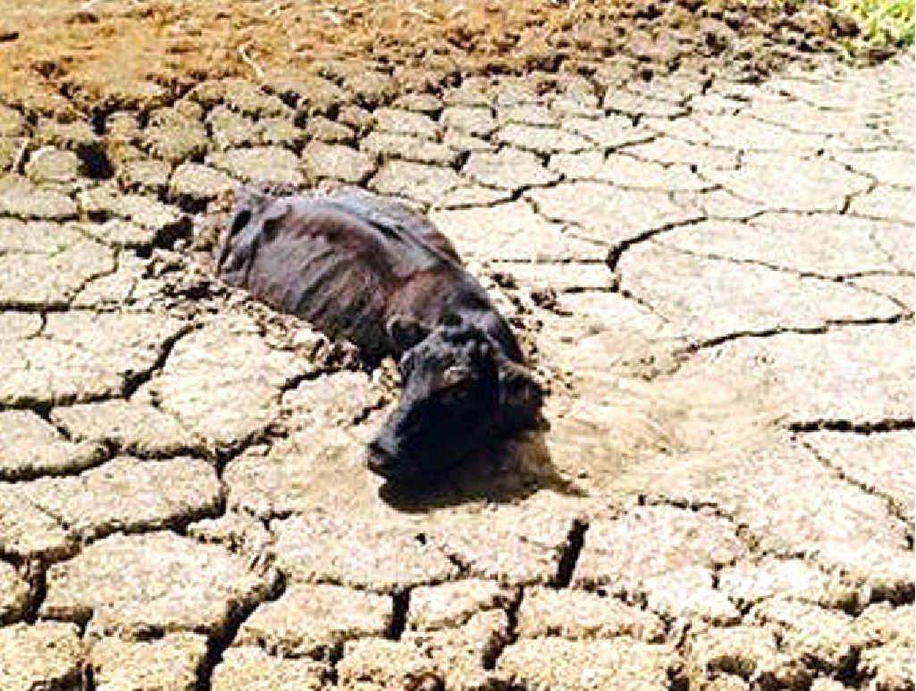 Drought. Cow stuck in dam. Photo Contributed Drought. Cow stuck in dam. Photo Contributed